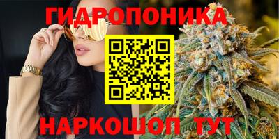 бошки Кингисепп
